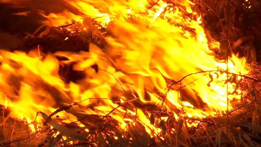 Горящая трава