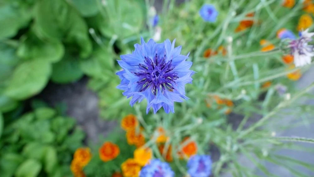 синий цветок на городской клумбе