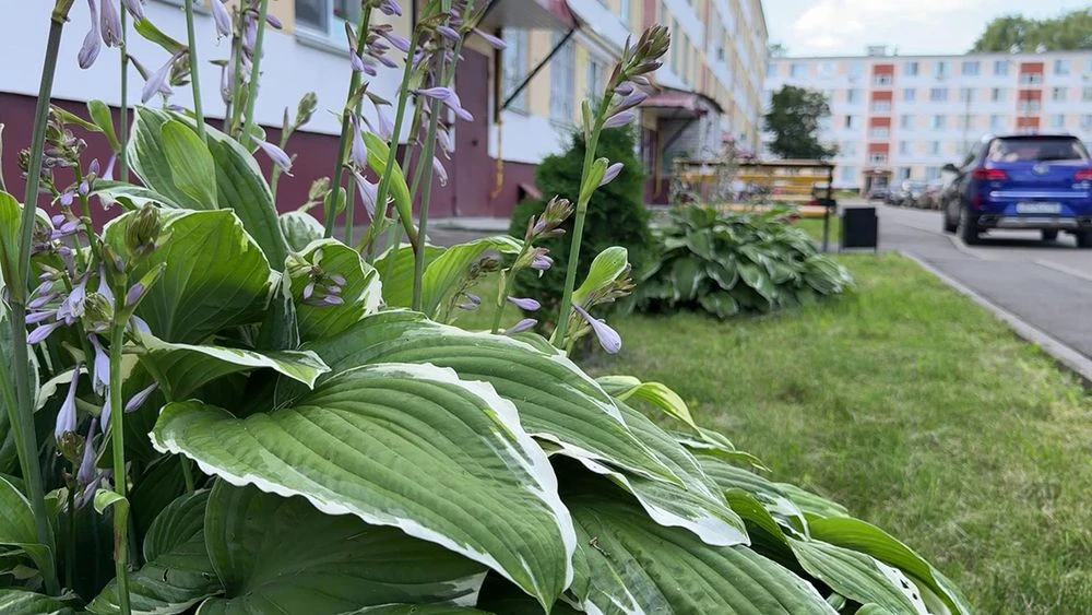 хосты на клумбе в нижнекамске