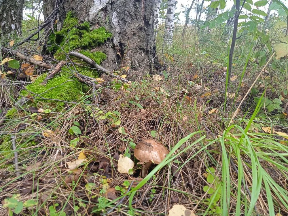 грибы в лесу