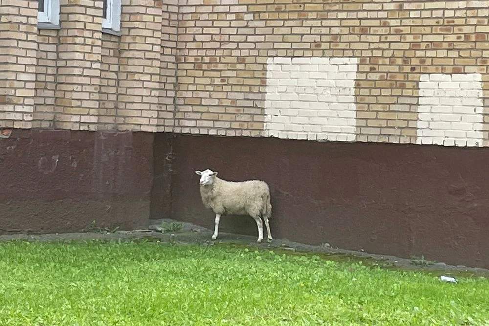 баран в Нижнекамске около жилого дома