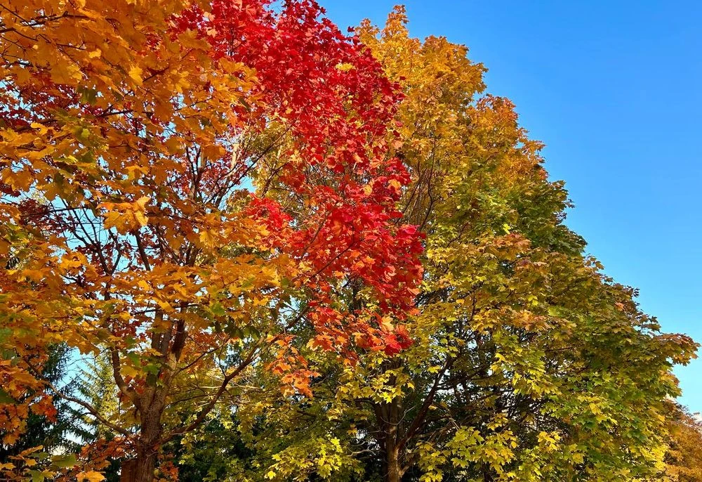 деревья осенью красные и желтые листья