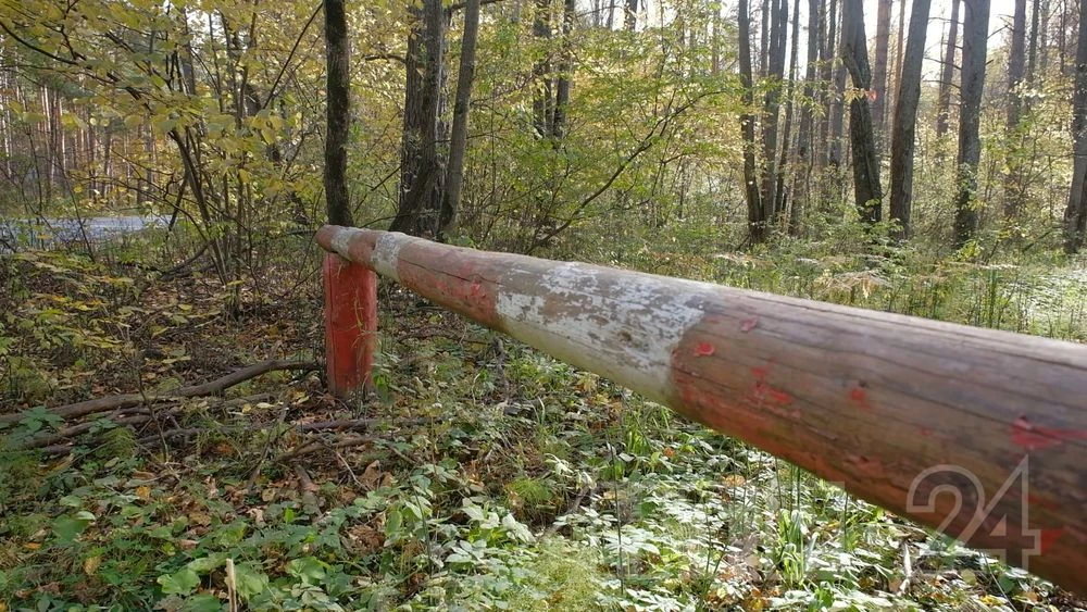 нижнекамский лес