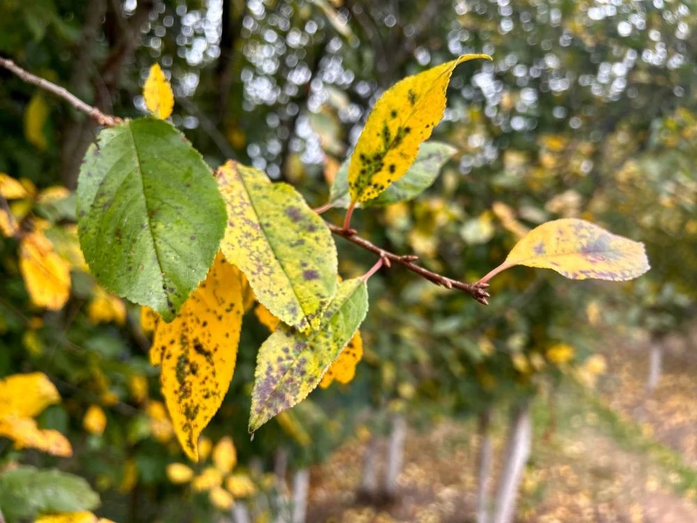 пожелтевшие осенние листья