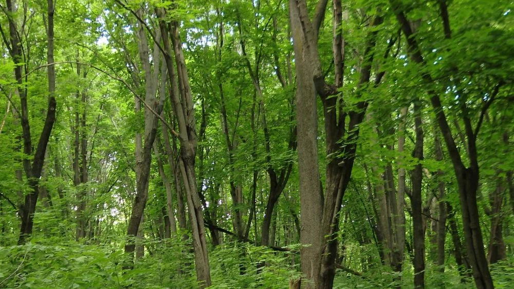 лес деревья кустарники
