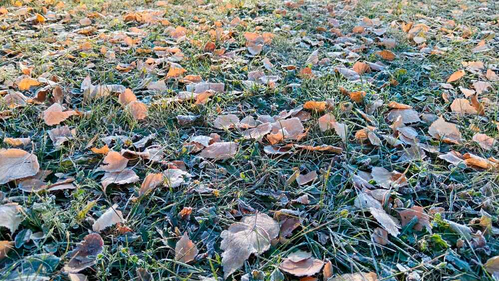 Опавшие листья на траве