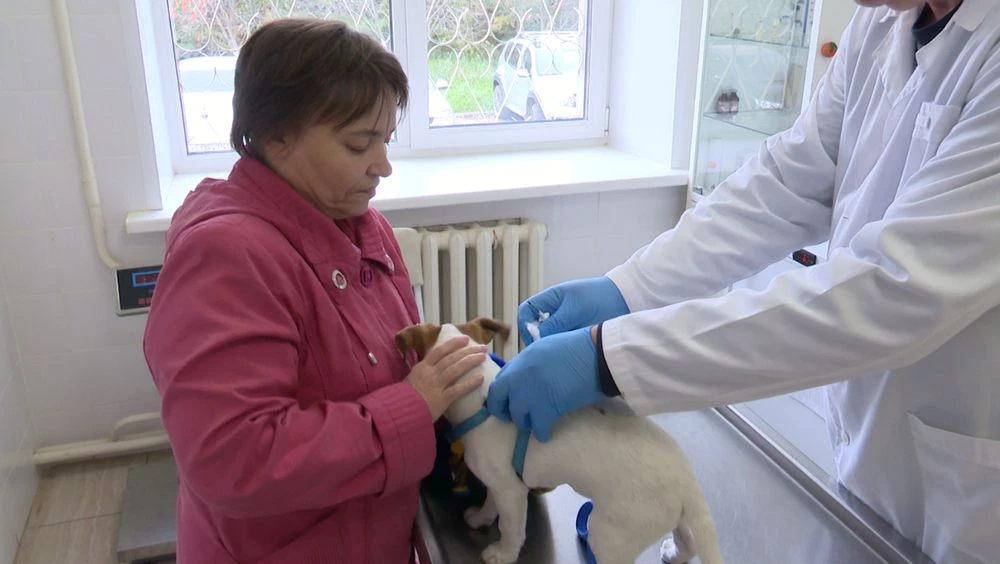 ветеринар вводит чип собаке