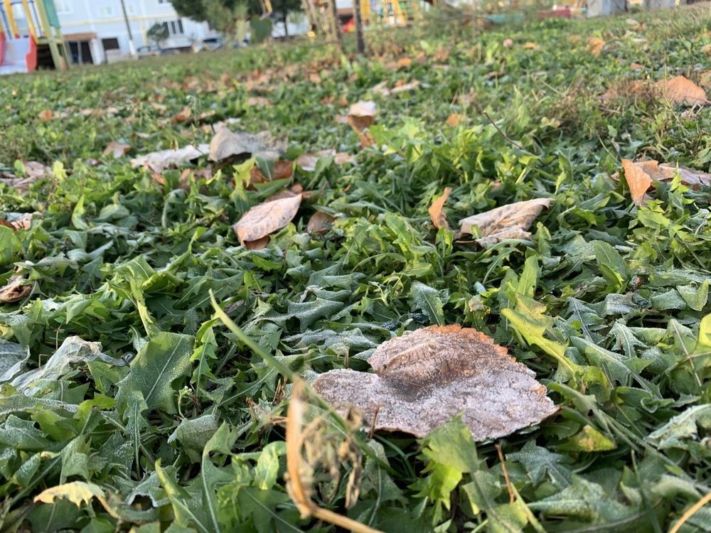 листья покрытые инеем