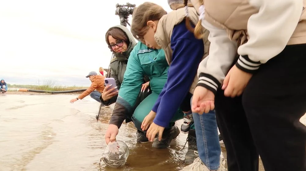 люди выпускают мальков стерляди в Каму
