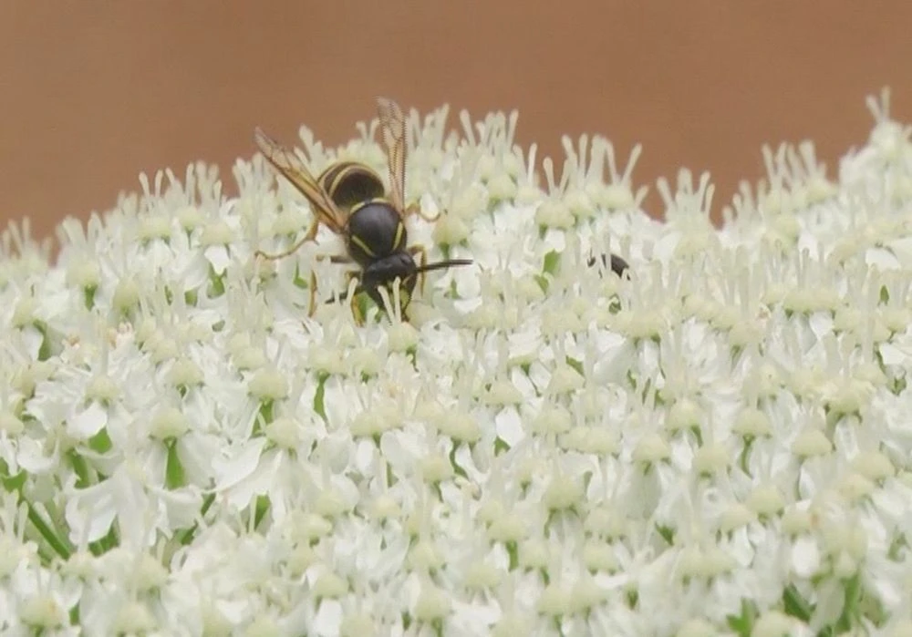 пчела на борщевике сосновского
