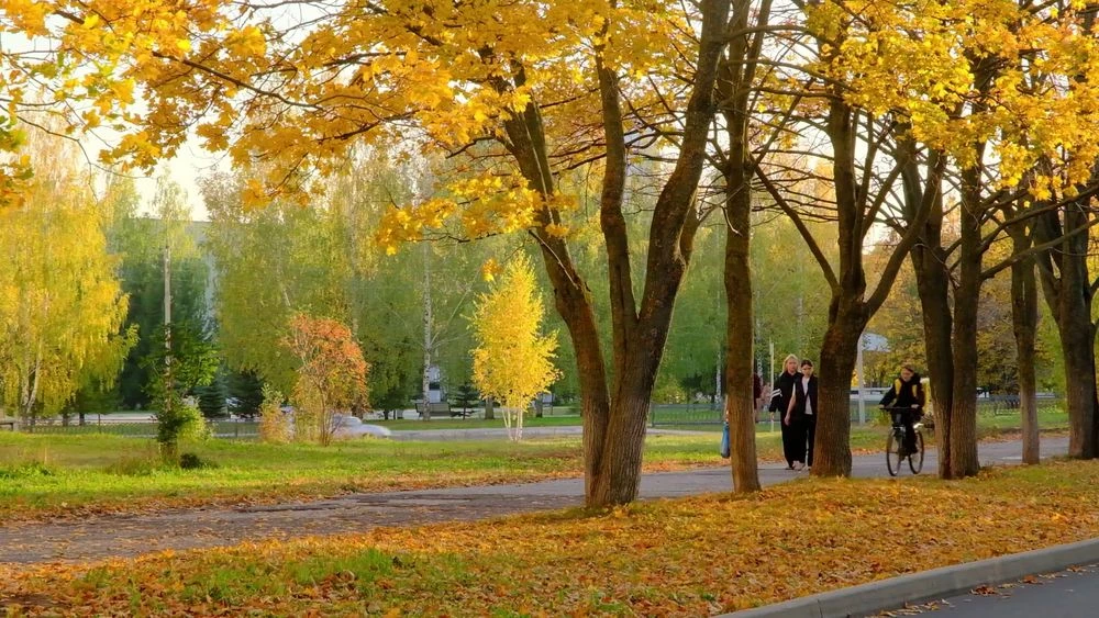 проспект химиков осенью тротуар деревья
