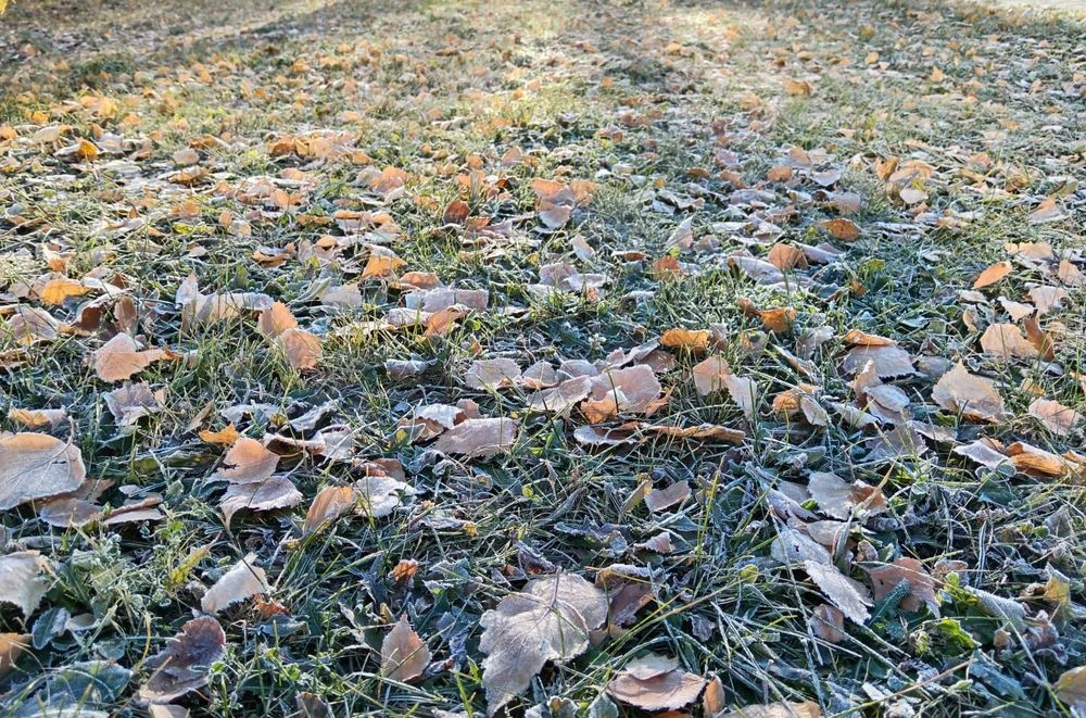 заиндевевшие листья