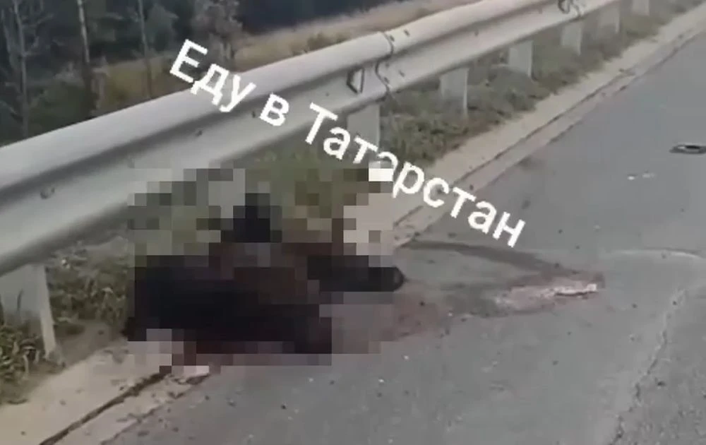 сбитый еа трассе в Елабужском районе медвежонок