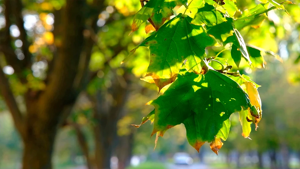 Листья клёна на солнце