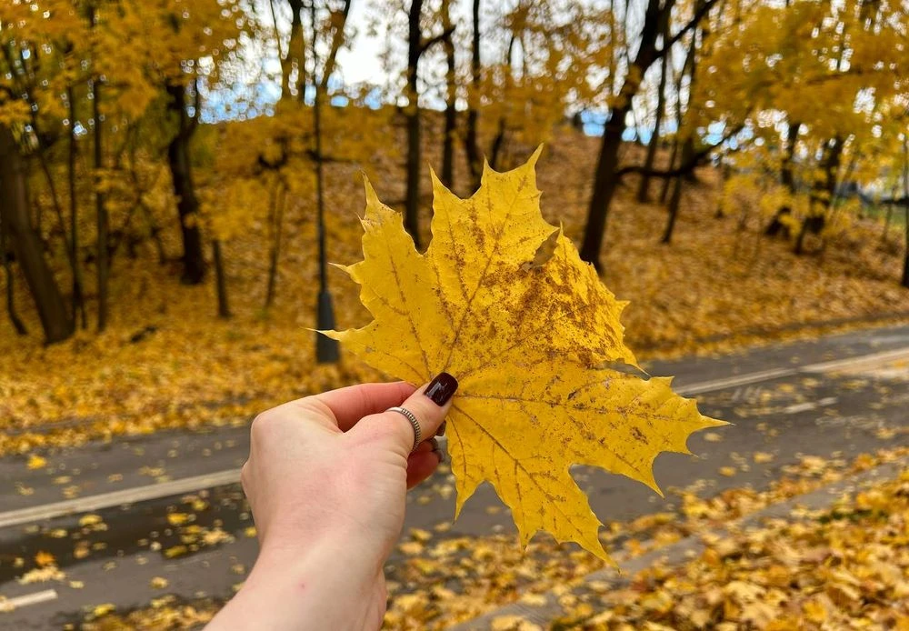 желтый кленовый лист