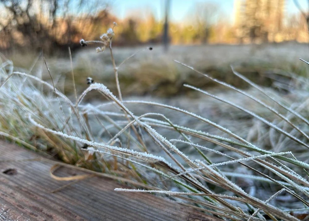 иней на траве осенью