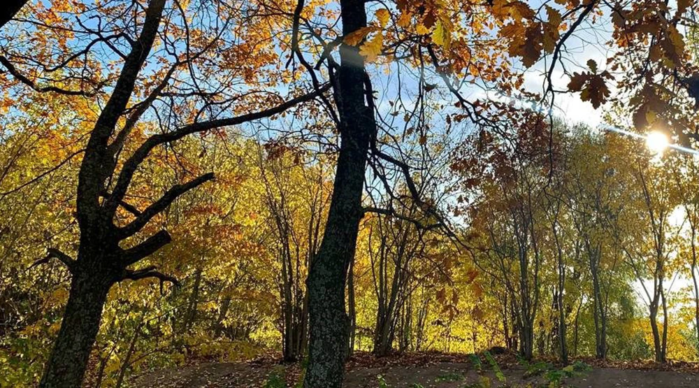 осенний лес близ Нижнекамска