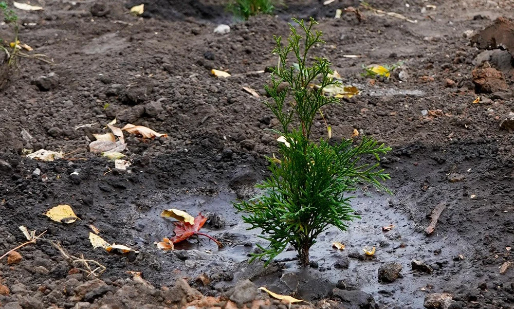 высадка саженца в открытый грунт