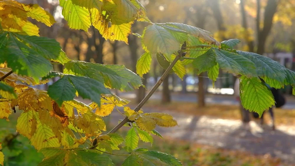 осенние деревья листья