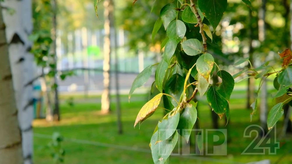 листья берёзы в сентябре