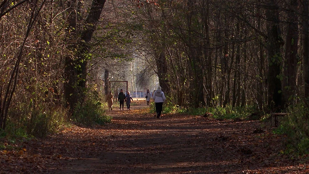 Осенний лес
