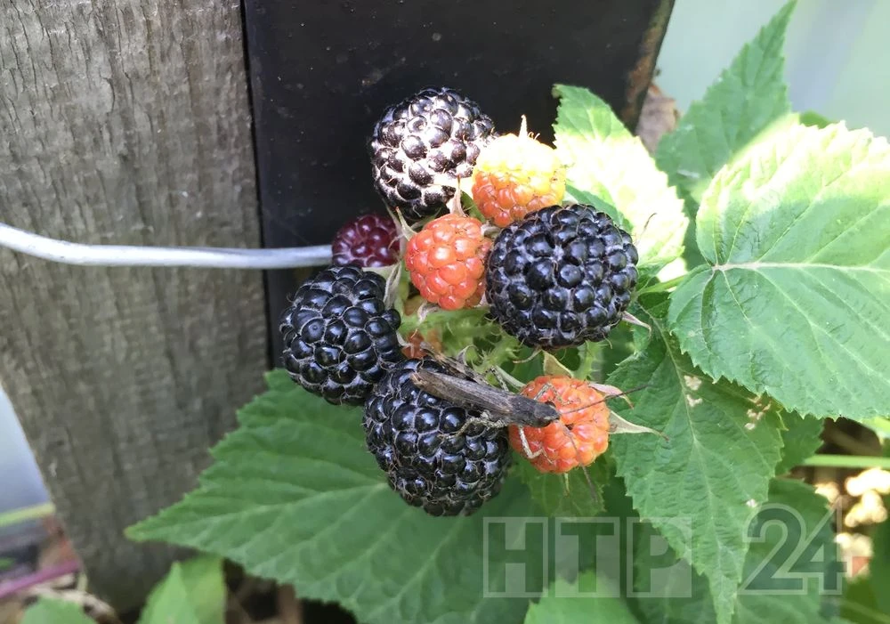 ежевика в огороде