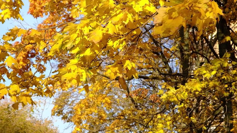 клён осенью с желтыми листьями