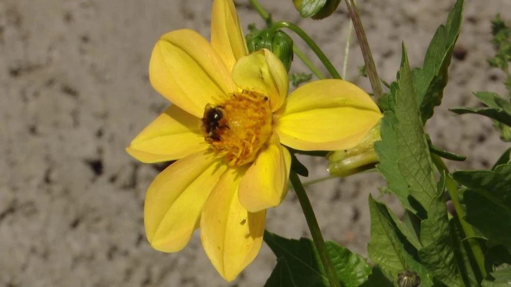 шмель на желтом цветке