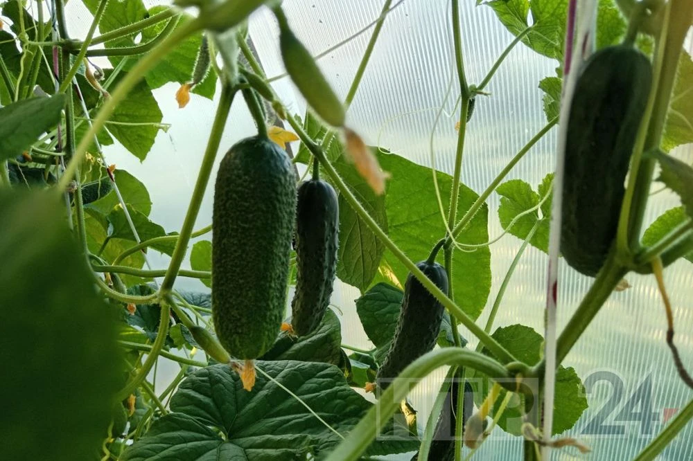 огурцы в теплице