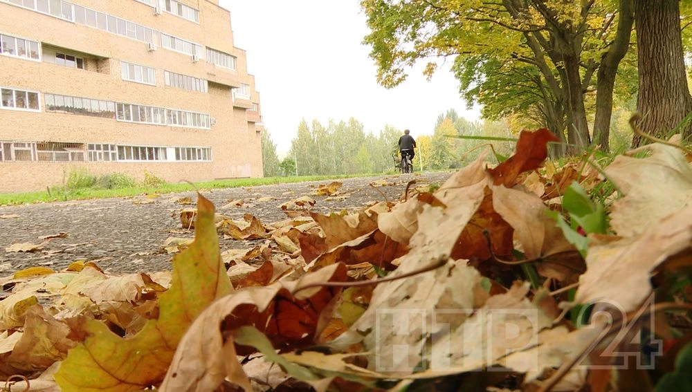 осенние листья на городской улице