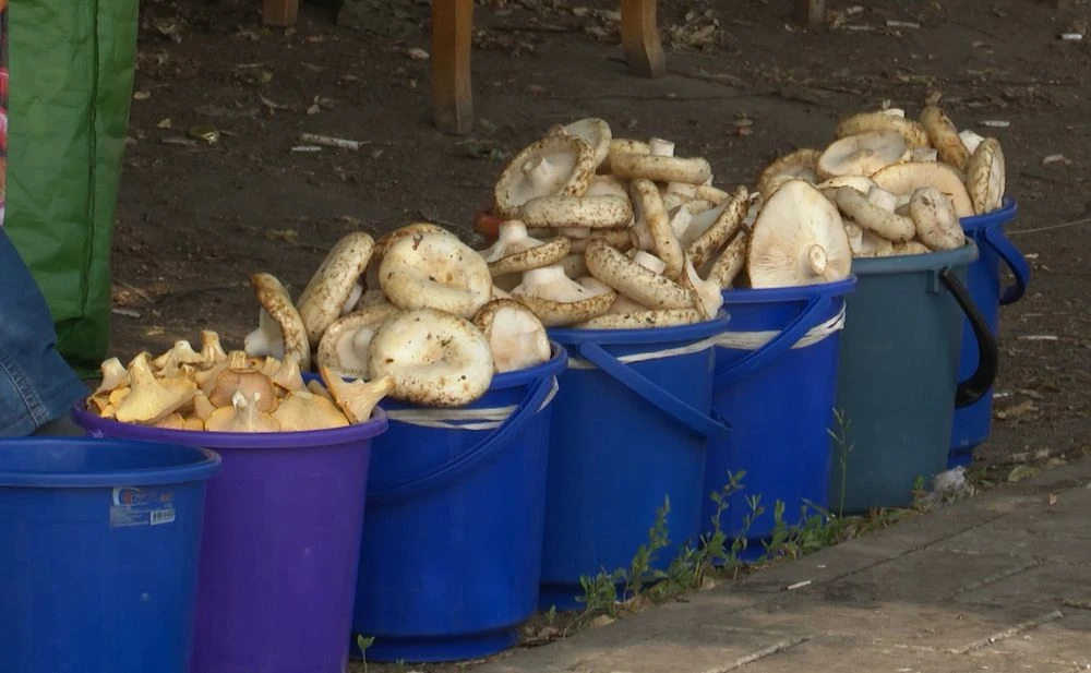 грибы продажа на рынке нижнекамск