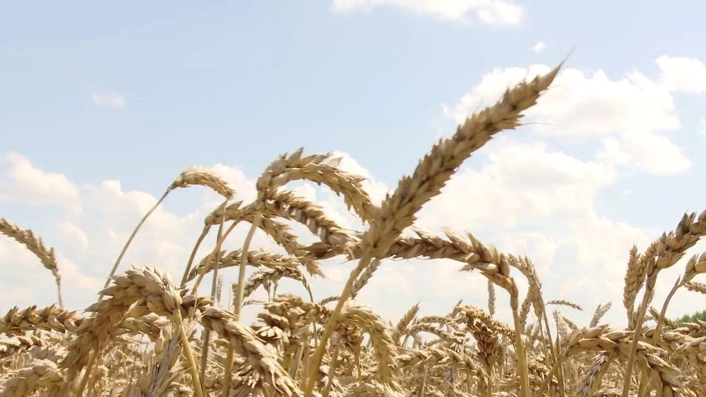 колосья со спелым зерном на поле в Нижнекамском районе
