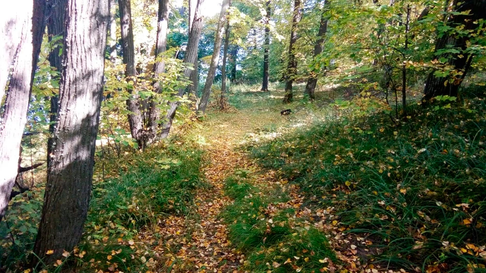 Тропинка в осеннем лесу под нижнекамском