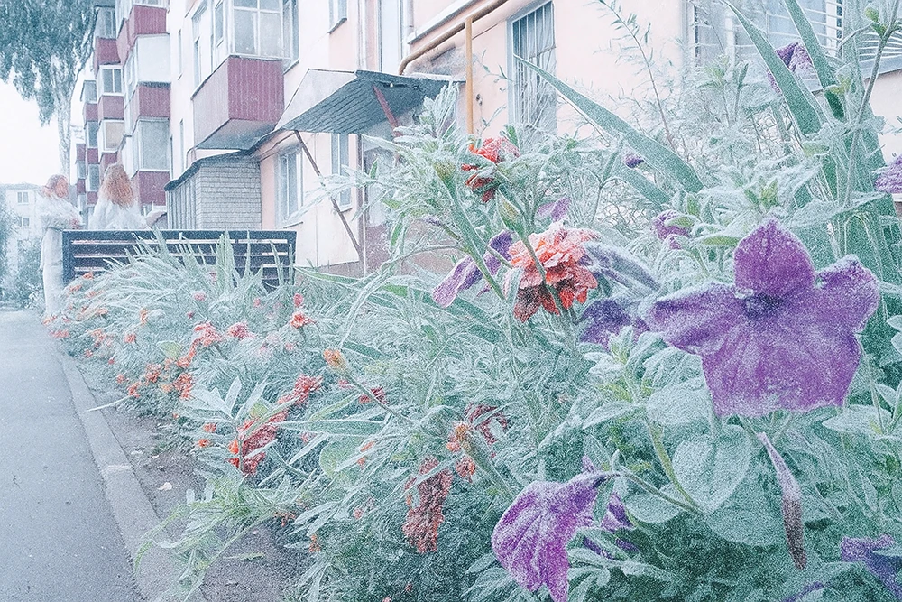 цветы в инее в результате осенних заморозков