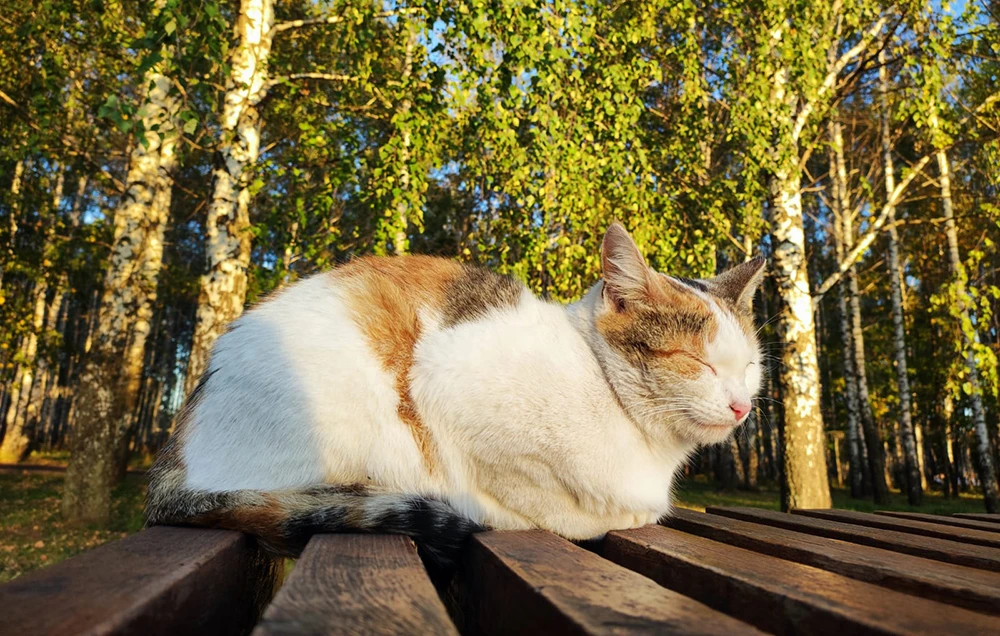 рыжий кот греется на солнце на скамейке в парке в нижнекамске