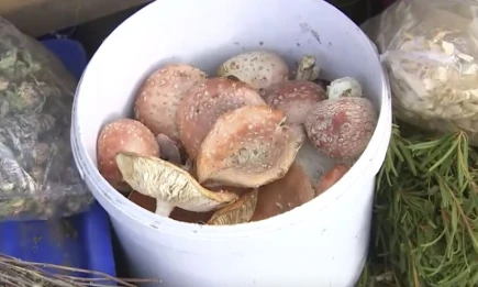 На казанском рынке заметили в продаже ведро мухоморов - НТР 24