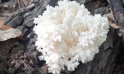 В Татарстане нашли редкий краснокнижный гриб - НТР 24