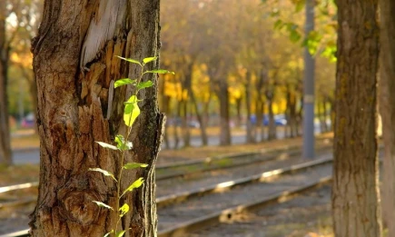 Метеоролог рассказал о скором приходе в Татарстан второго бабьего лета - НТР 24