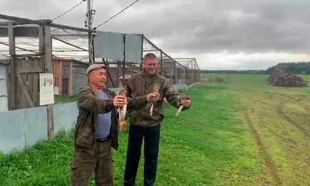 Пять редких хищных птиц возвращены в природу после реабилитации в Татарстане - НТР 24