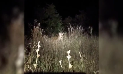 В Татарстане засняли редкие кадры с косулями в естественной среде - НТР 24