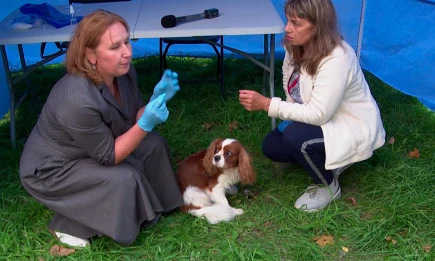 «Добродвор»: в Нижнекамске учили ответственному отношению к питомцам - НТР 24