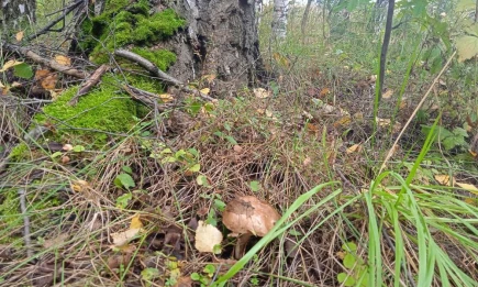 Грибной азарт захватил жителей Татарстана - НТР 24