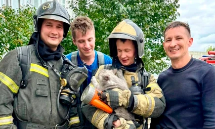 Нижнекамские пожарные спасли кота при возгорании электросамоката - НТР 24