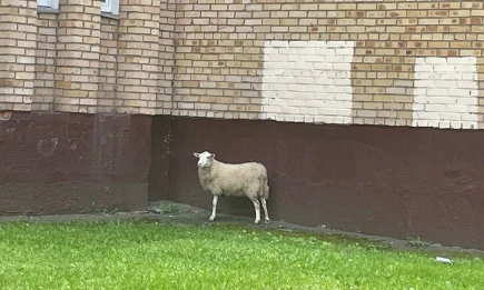 По Нижнекамску бегает барашек - НТР 24