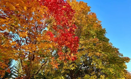 В Татарстан в начале новой недели вернётся лето - НТР 24