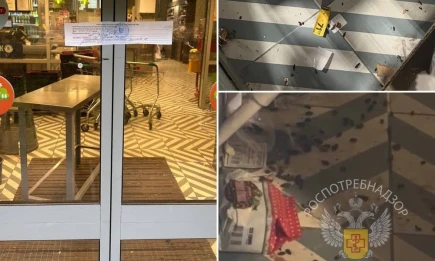 В Казани из-за крыс закрыли магазин «Пятёрочка» - НТР 24