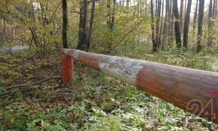 Следы таинственного ритуала с сырой печенью обнаружили в лесу Нижнекамска - НТР 24