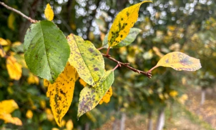 В Татарстане похолодает до 5 градусов - НТР 24