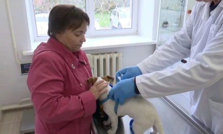 Где, как и за сколько можно чипировать собаку в Нижнекамске - НТР 24