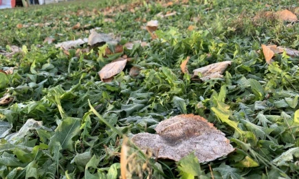 Ночные заморозки до -2 градусов ожидаются в Татарстане - НТР 24